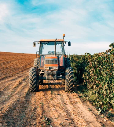 Wheat Harvest Organic Gather