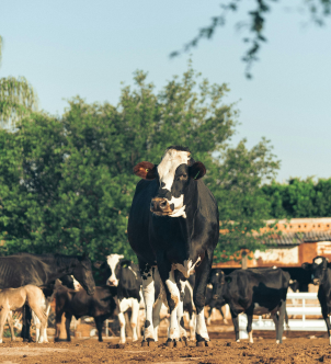 Natural Farming - Rural Landscape