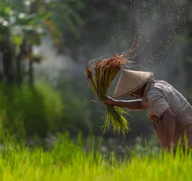 Vinchhiya FPC - Empowering Farmers Through Natural Farming