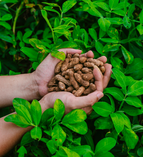 Pure Organic Food - Vineyard Scene