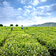 Agriculture Products - Combine Harvester