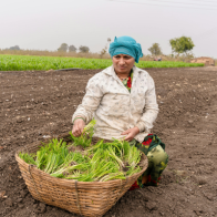 Organic Products - Tea Plantation